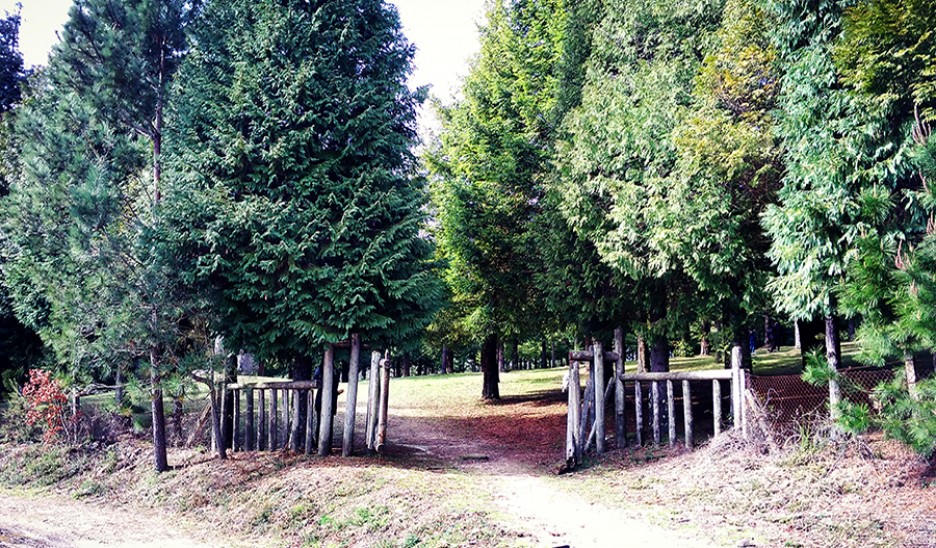 A maior floresta de sequóias na Europa